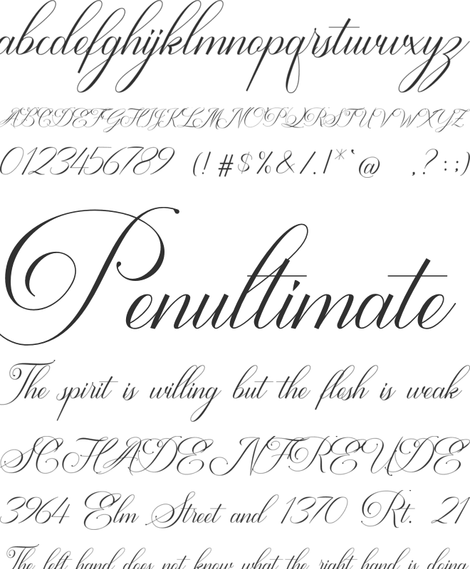 Avalon Chaligraphy Font : Download Free for Desktop & Webfont