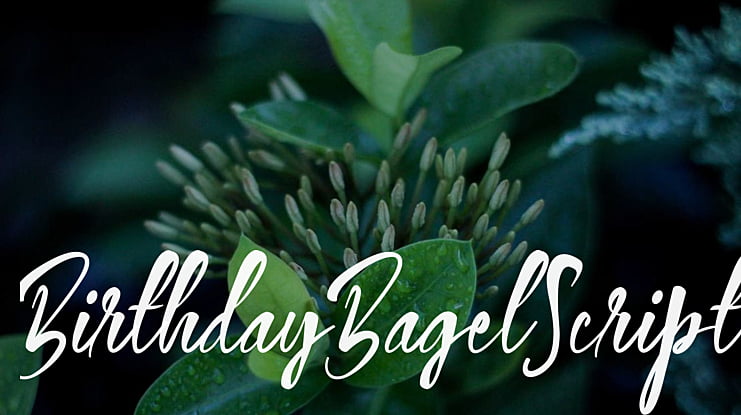 BirthdayBagelScript Font