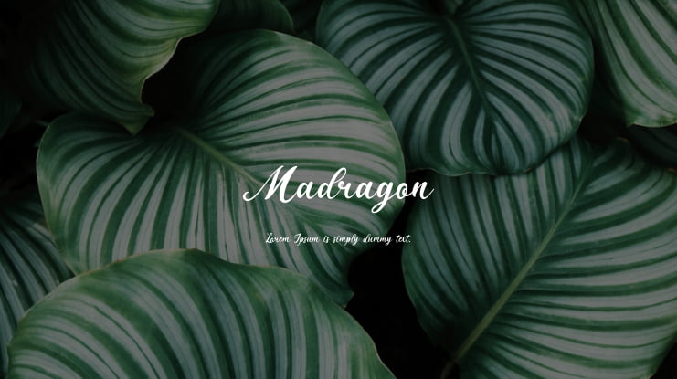 Madragon Font