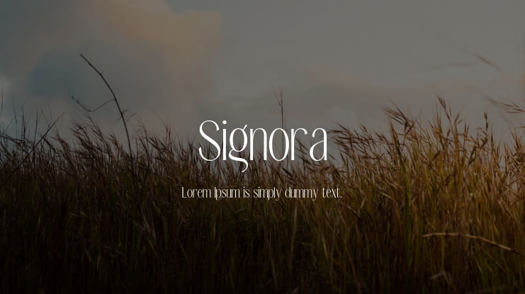 Signora Font Family