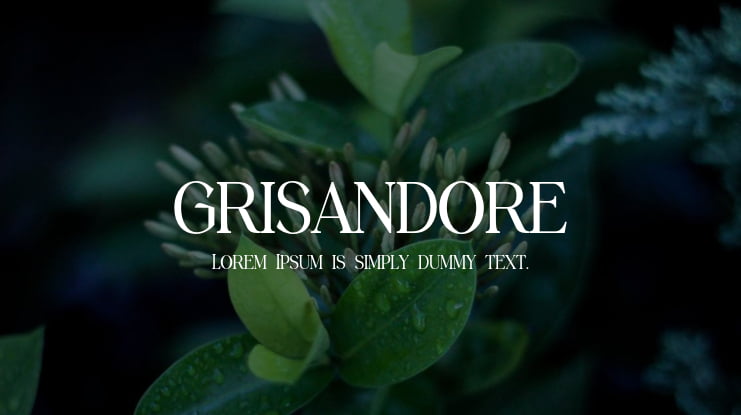 grisandore Font