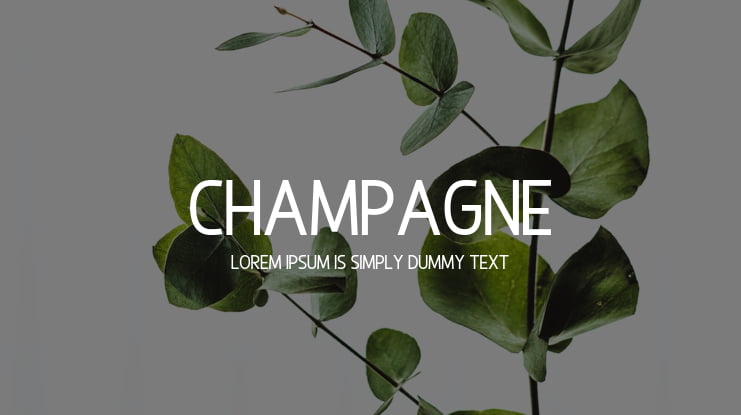 Champagne Font Family